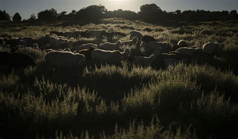 Navajo sheep herding at risk from climate change. Some young people push to maintain the tradition
